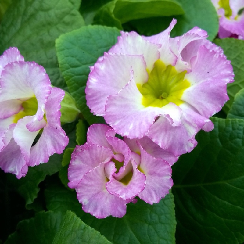 Plant image Primula acaulis 'Primlet Lavender Shades'