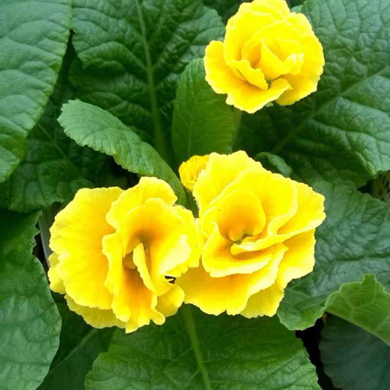 Plant image Primula acaulis 'Primlet Golden Shades'