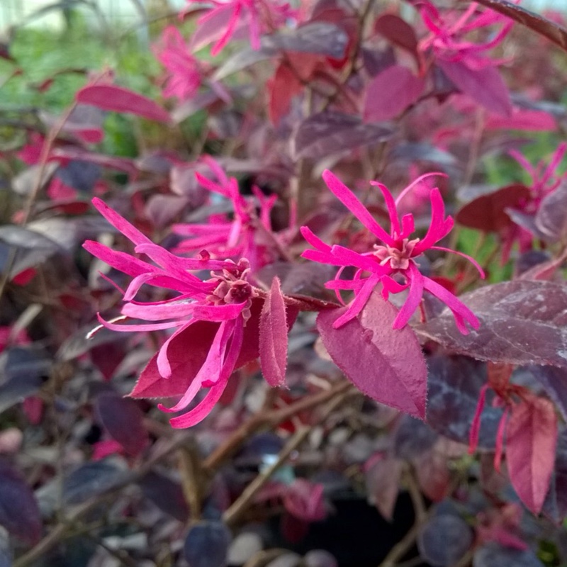 Plant image Loropetalum chinense var. rubrum 'Fire Dance'