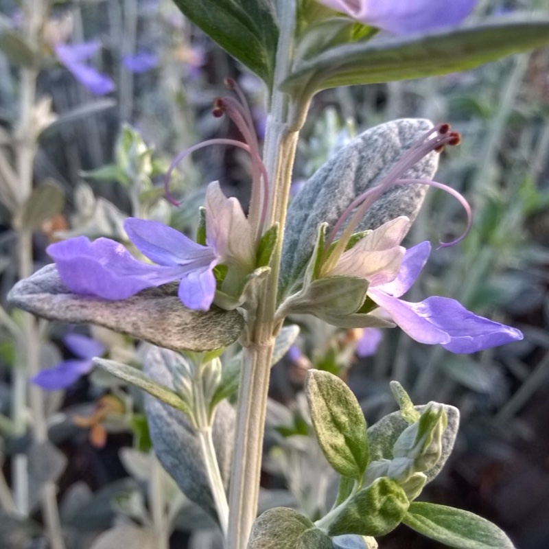 Plant image Teucrium fruticans 'Compactum'