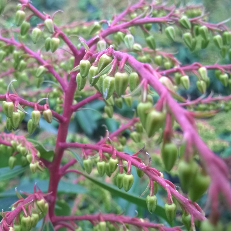 Plant image Pieris 'Brouwers Beauty' syn. Pieris 'Brower's Beauty'