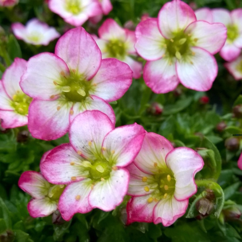 Plant image Saxifraga x arendsii 'Mossy White'