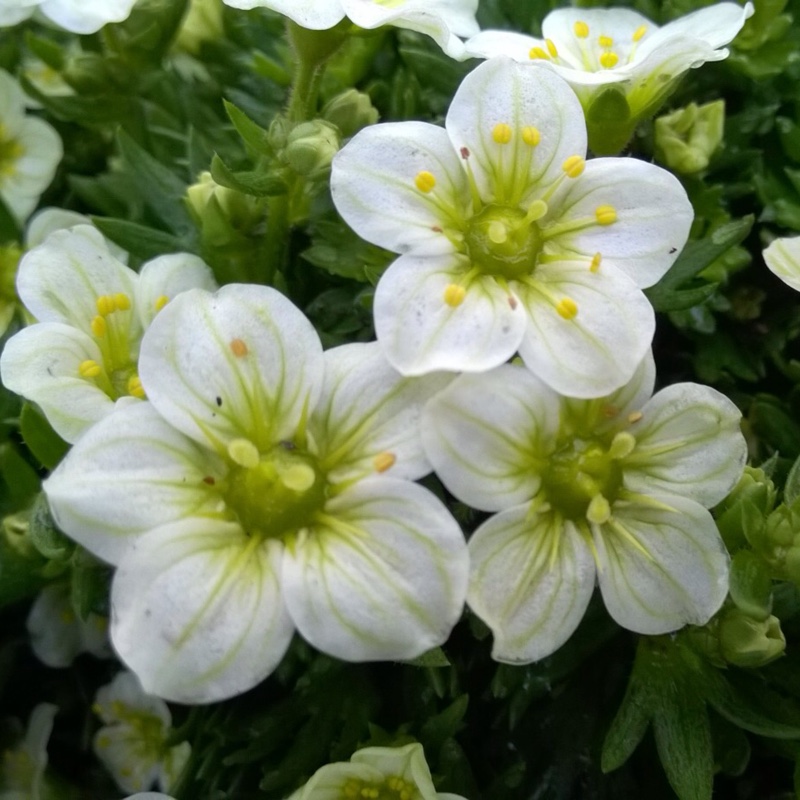 Plant image Saxifraga x arendsii 'Mossy White'