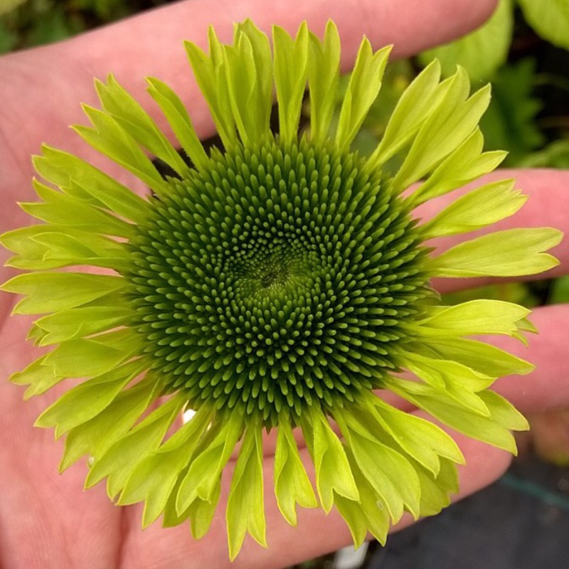 Echinacea purpurea 'Green Jewel' syn. Echinacea 'Green Jewel'