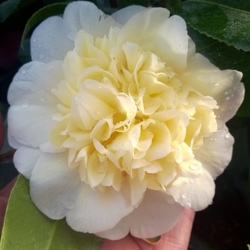 Plant image Camellia japonica 'Brushfield's Yellow'