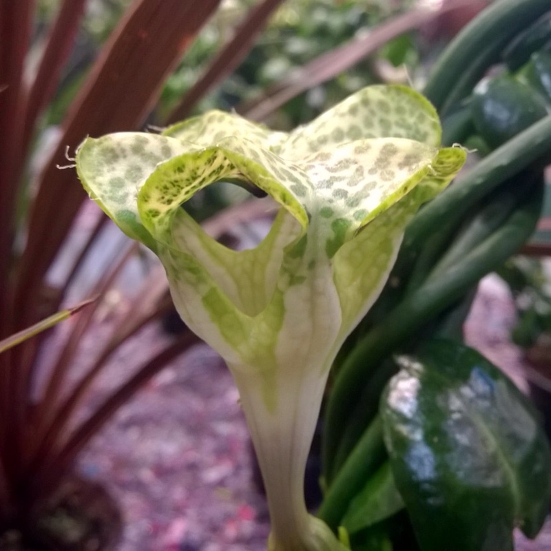 Plant image Ceropegia hybrid 'Sandersonii'