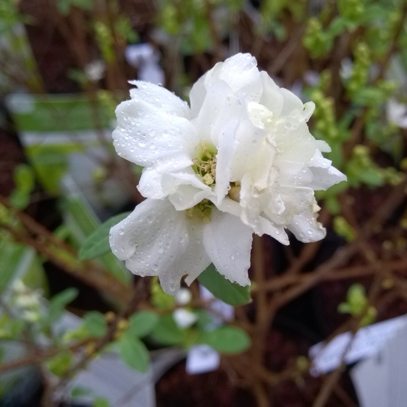 Exochorda racemosa 'Niagara'