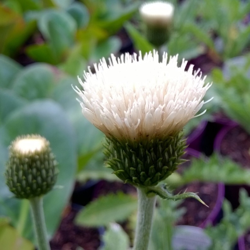 Plant image Cirsium rivulare 'Lowcir' syn. Cirsium rivulare 'Frosted Magic'