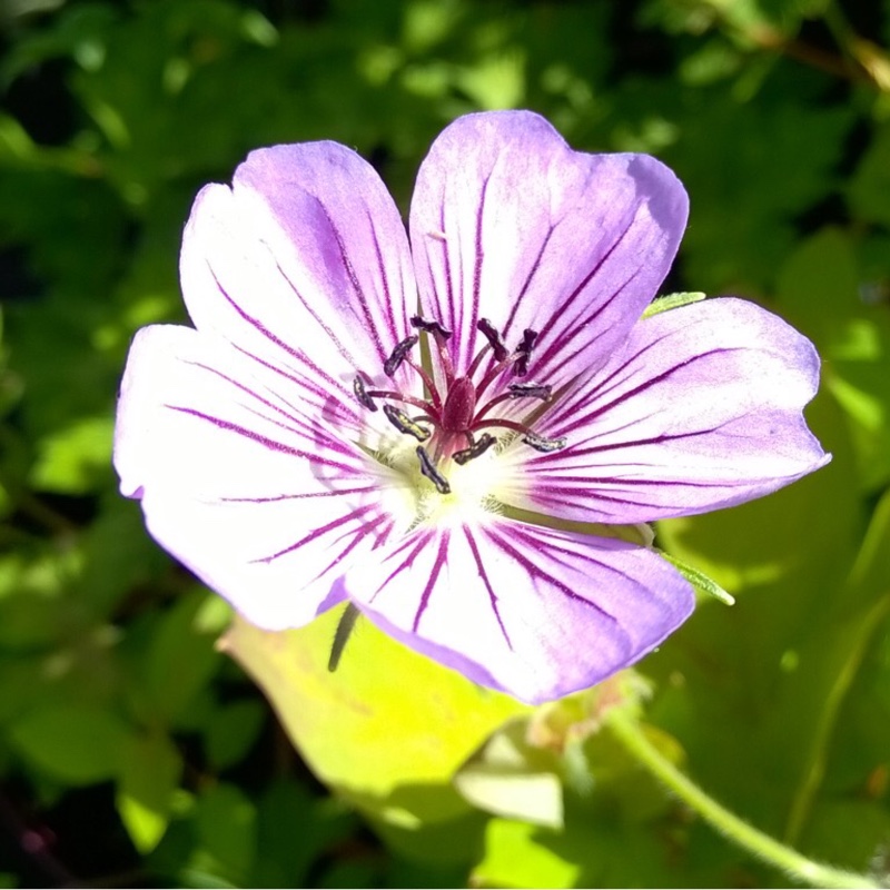 Plant image Geranium wallichianum 'Noorthava' syn. Geranium wallichianum 'Havana Blues'