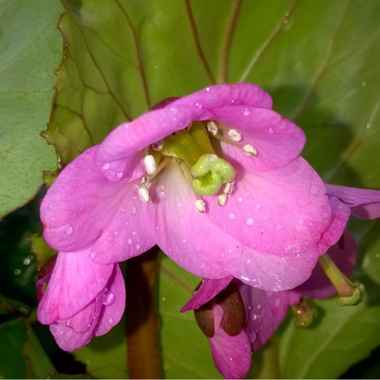 Plant image Bergenia 'Sakura' (Dragonfly Series)