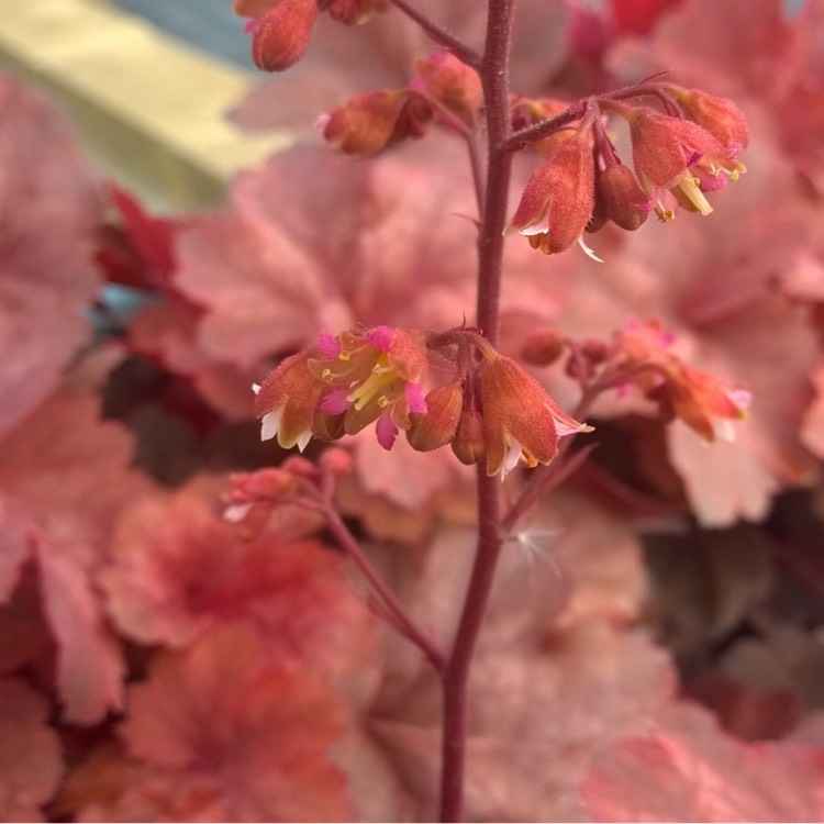 Plant image Heuchera 'Georgia Peach'