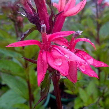 Lobelia x speciosa 'Fan Salmon'