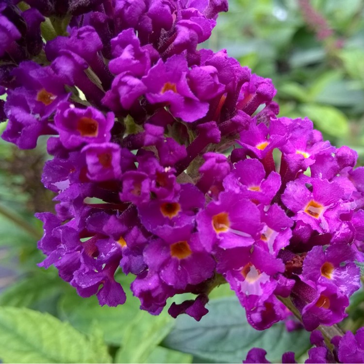 Plant image Buddleja 'Hinebud2' syn. Buddleja 'Purple Splendour'