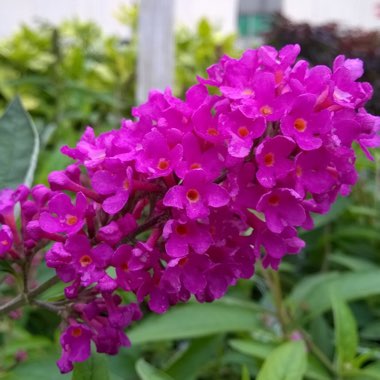 Buddleja 'Podaras 13' (Flutterby Petite Series) syn. Buddleja 'Flutterby Petite Tutti Fruitti Pink'