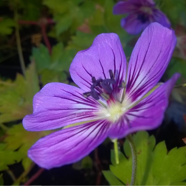 Plant image Geranium wallichianum 'Noorthava' syn. Geranium wallichianum 'Havana Blues'