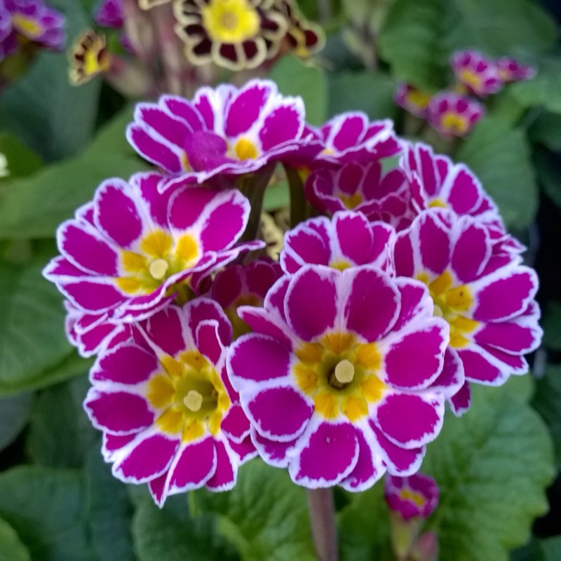 Plant image Primula veris 'Little Queen Violet'