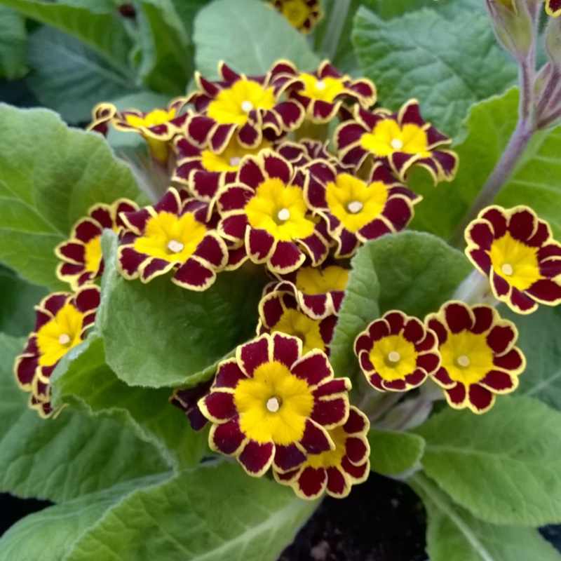 Plant image Primula veris 'Little Queen Violet'