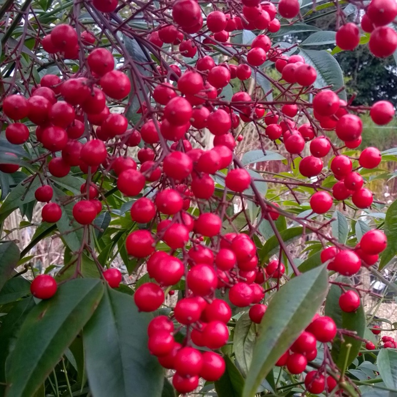 Nandina domestica