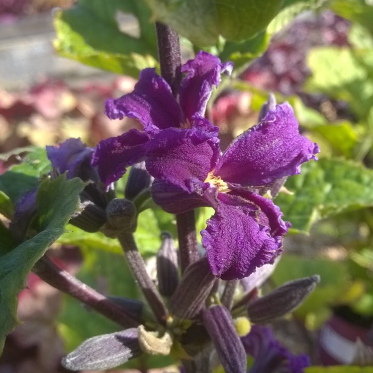 Plant image Clematis heracleifolia 'China Purple'