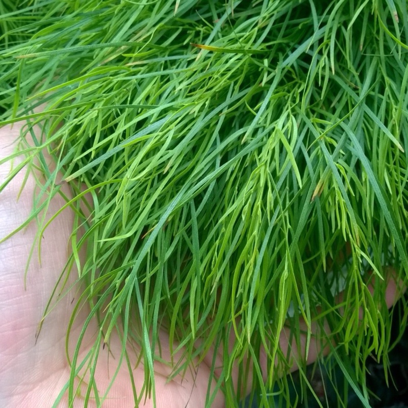 Plant image Acacia cognata 'Limelight'