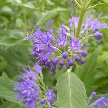 Caryopteris x clandonensis 'Kew Blue'