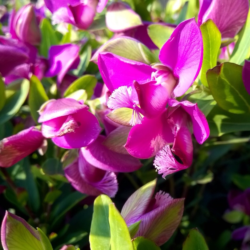 Polygala myrtifolia