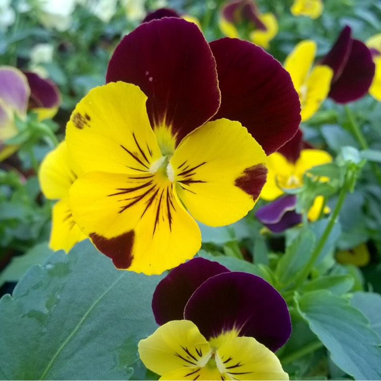 Plant image Viola x wittrockiana 'Cool Wave'