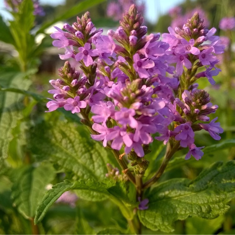 Plant image Verbena hastata 'Rosea'