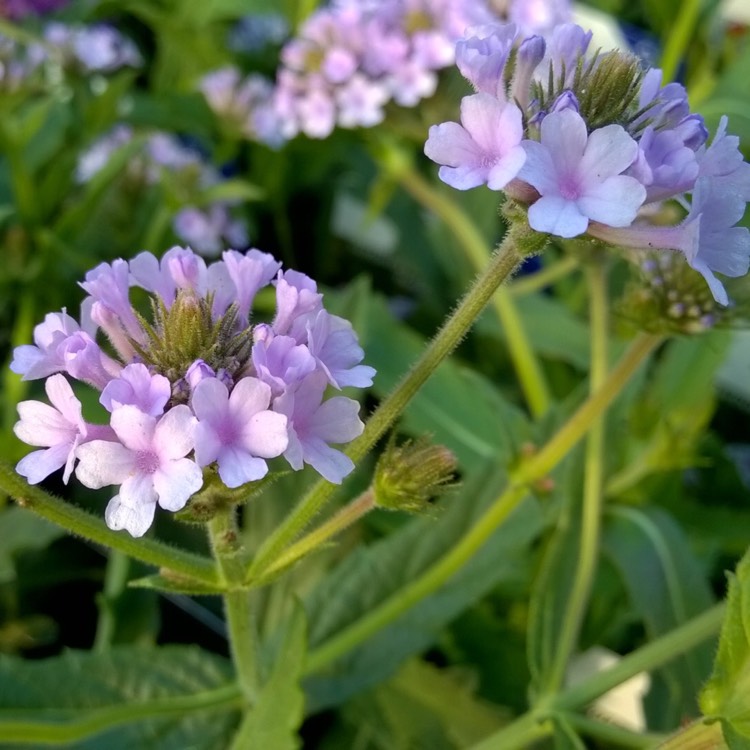 Plant image Verbena rigida 'Polaris'