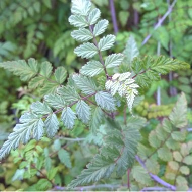 Rubus thibetanus 'Silver Fern'