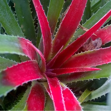 Fascicularia Pitcairnifolia