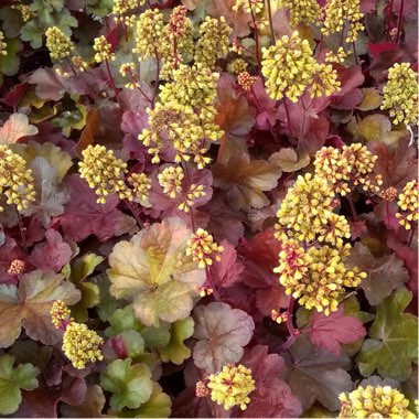 Heuchera 'Little Cutie Blondie'