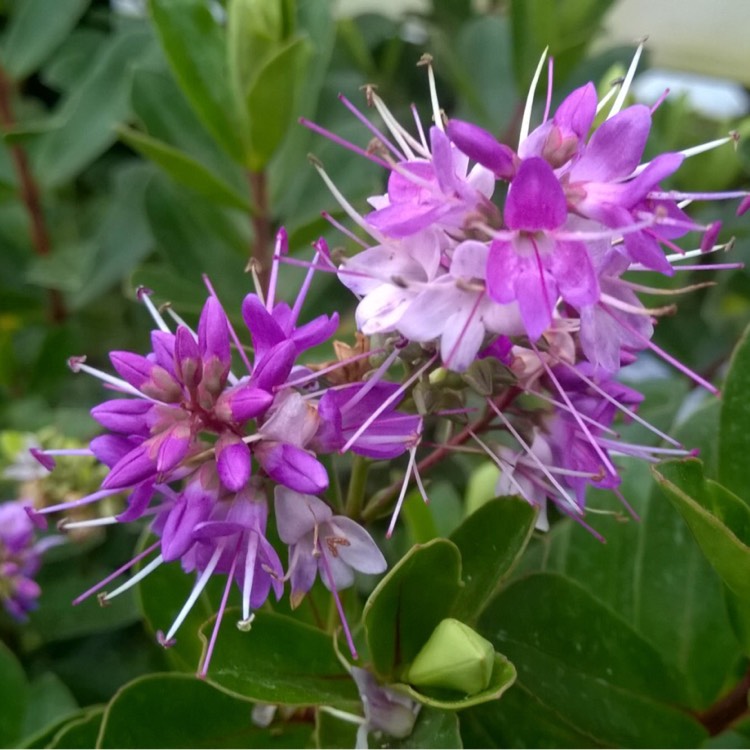 Plant image Hebe franciscana 'Blue Gem'