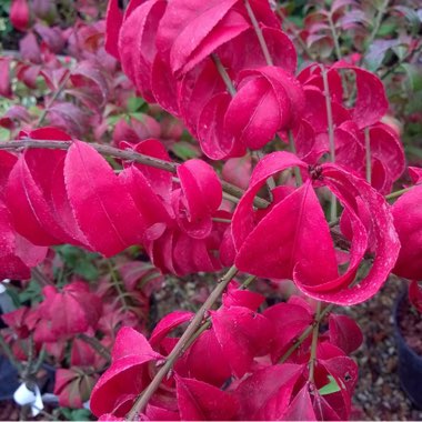 Euonymus