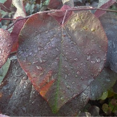 Cercis canadensis 'Forest Pansy' syn. Cercis canadensis 'Purple Leaf'