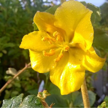 Fremontodendron 'California Glory'