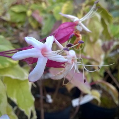 Clerodendrum trichotomum