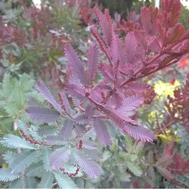 Acacia baileyana 'Goldilocks Standard'