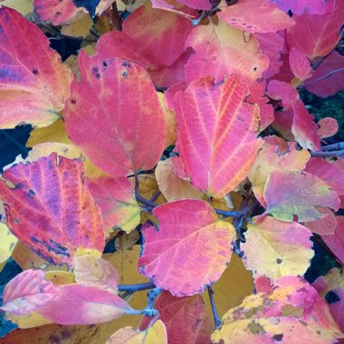 Fothergilla major