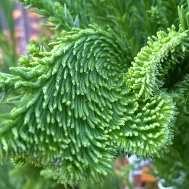 Cryptomeria japonica 'Cristata'