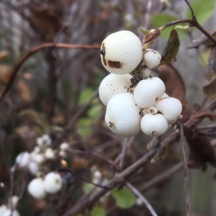 Plant image Symphoricarpos x doorenbosii 'White Hedge'