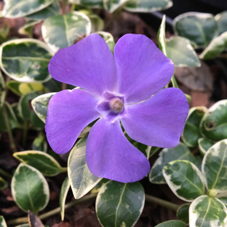 Plant image Vinca minor 'Ralph Shugert'