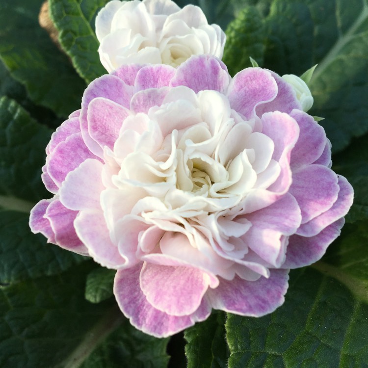 Plant image Primula belarina 'Pink Ice'