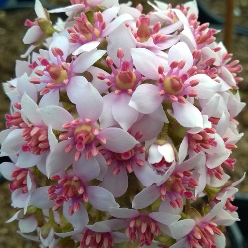 Darmera peltata