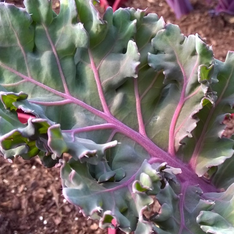 Plant image Crambe maritima