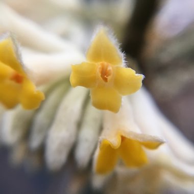 Edgeworthia chrysantha