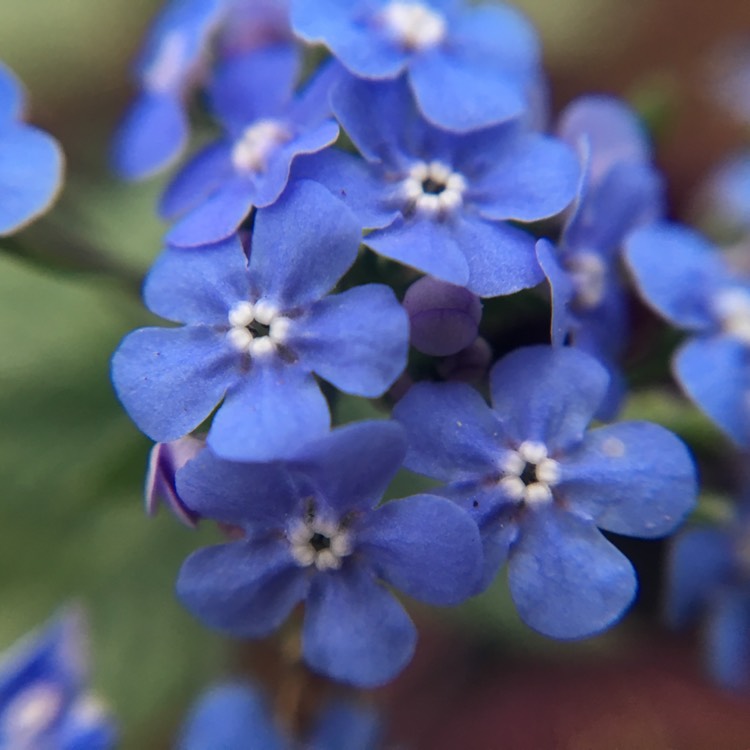 Plant image Brunnera macrophylla 'Alexanders Great'