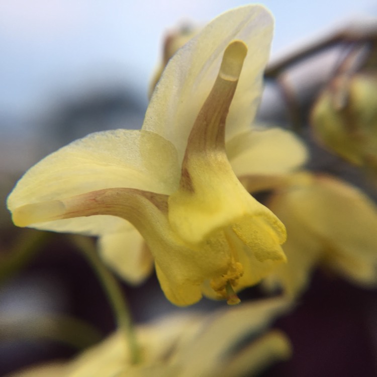 Plant image Epimedium x versicolor 'Sulphureum'