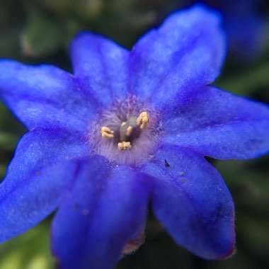 Lithodora diffusa 'Heavenly Blue' syn. Lithospermum diffusum 'Heavenly Blue' ; Lithospermum 'Heavenly Blue'