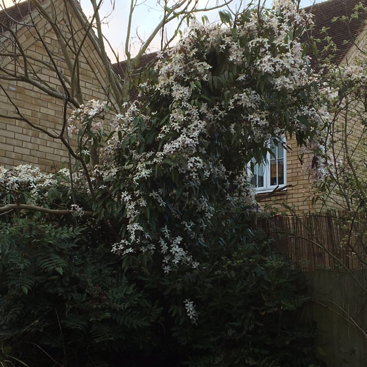 Plant image Clematis armandii 'Apple Blossom'